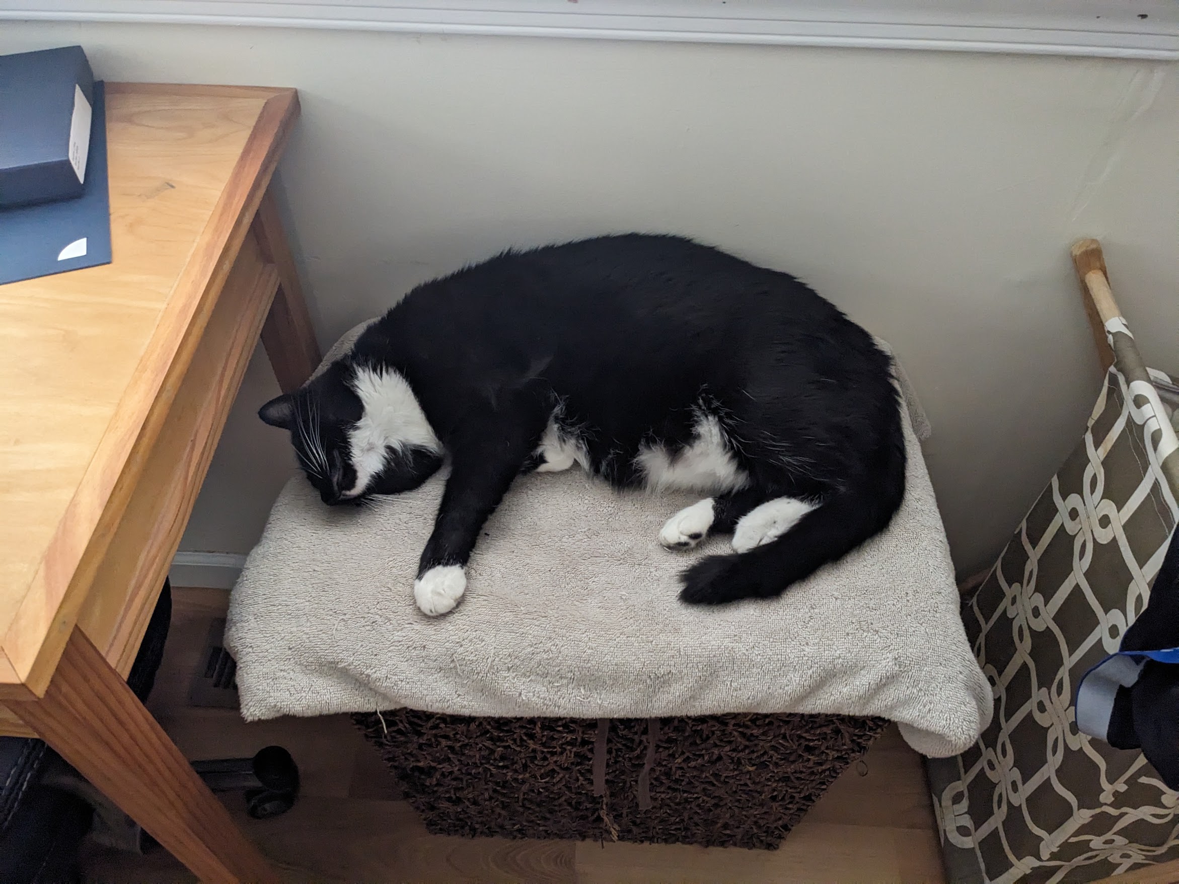 Andrew's cat